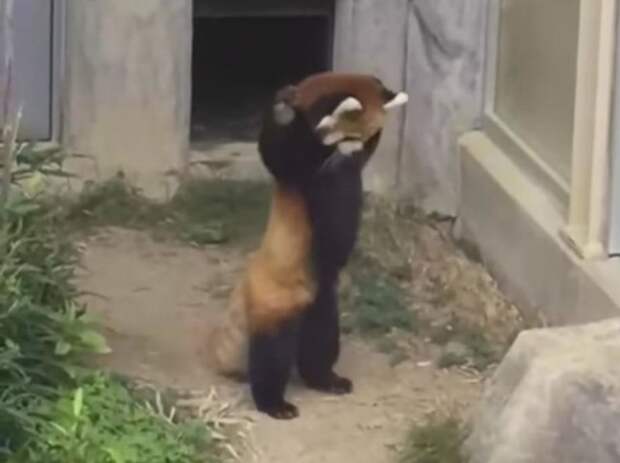 Забавная реакция красной панды на увиденный камень