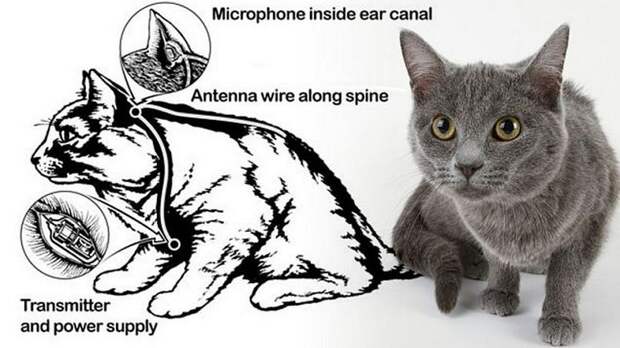 Daily Mail: ЦРУ собиралось шпионить за Советским Союзом с помощью котов