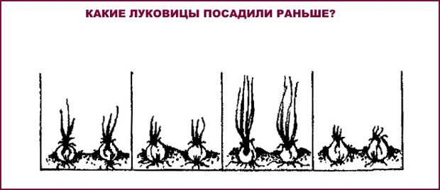 Какие луковицы посадили раньше