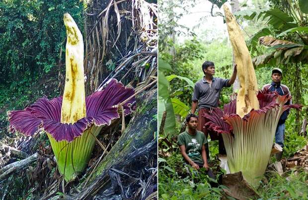 Самый большой цветок в мире