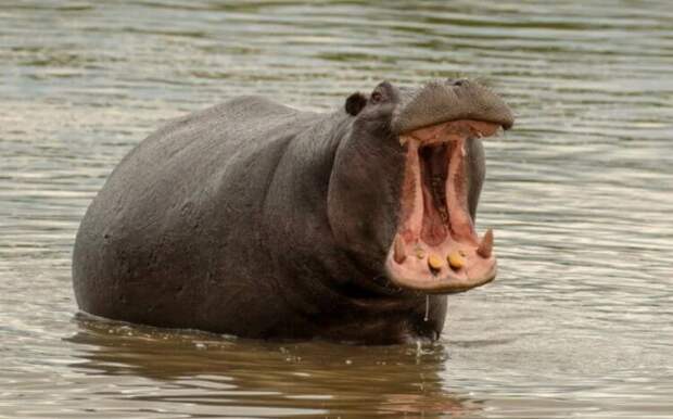 Современные бегемоты выходят на сушу только чтобы поесть Современные бегемоты выходят на сушу только чтобы поесть
