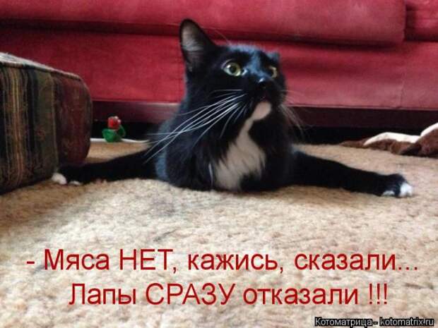 Лучшие котоматрицы недели (50 фото)