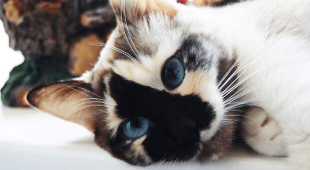 Картинки по запросу кошки химеры фото