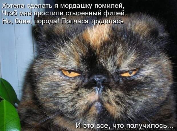 Лучшие котоматрицы недели (50 фото)