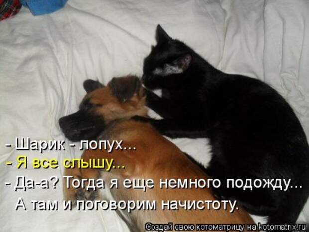Новая котоматрица (44 шт)