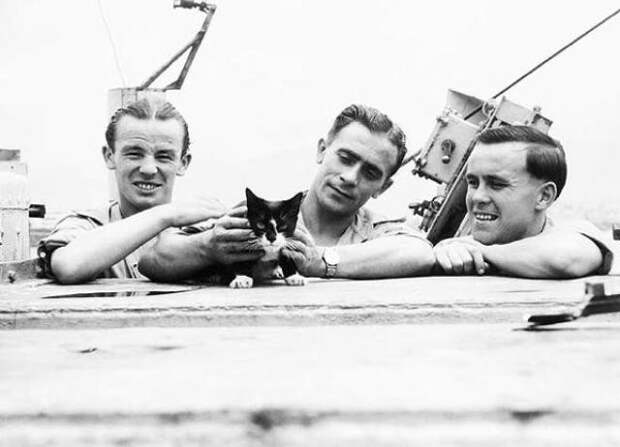 Кот, награжденный медалью за мужество интересная история, кот, флот