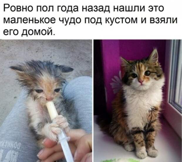 Новые прикольные фотомемы