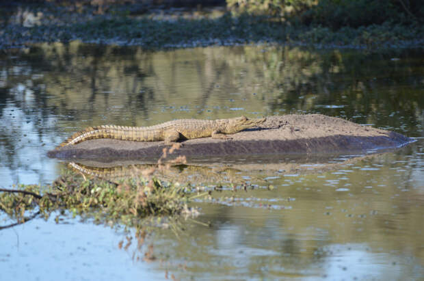 Нильский крокодильчик прокатился на спине ничего не подозревающего бегемота бегемот, животные, крокодил