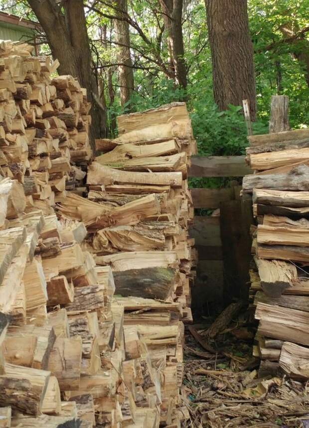 hidden-cat-wood-pile-logs-1