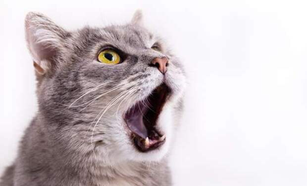 catmeowing2-610x371