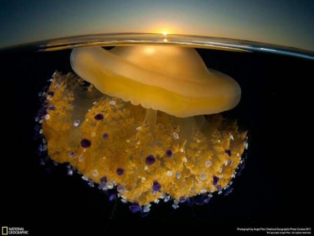 Победители конкурса фотографии National Geographic (11 фото)