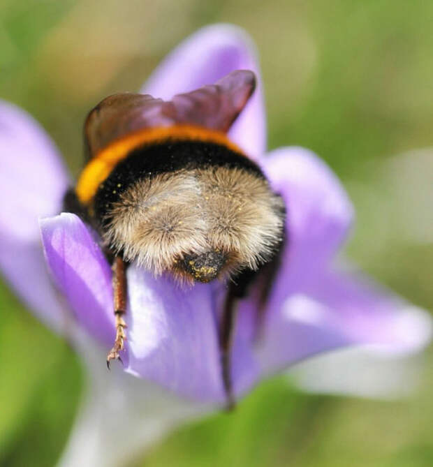 tired-bumblebees4.jpg