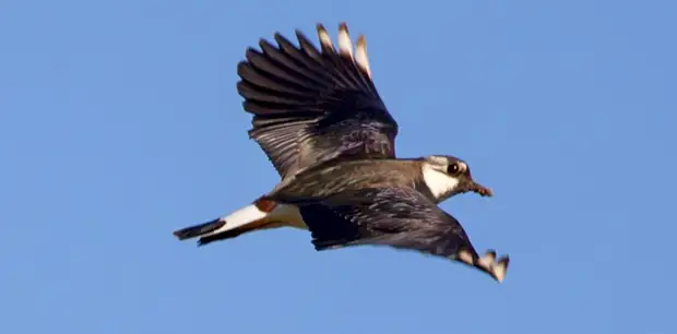 Зачем 9 апреля на Руси старую одежду складывали за забором