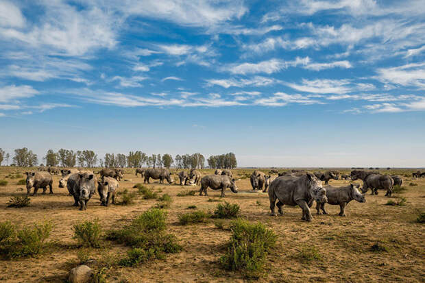 32. Носороги с отпиленными рогами на ферме в Южной Африке. national geographic, журнал, мир, фотография