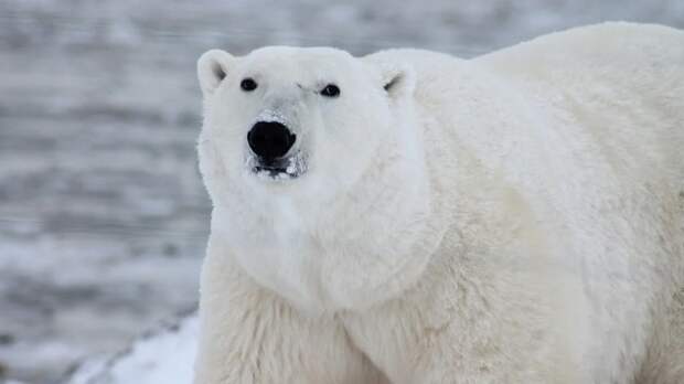 Претензии на Арктику: Альгис Микульскис о несбыточных мечтах США