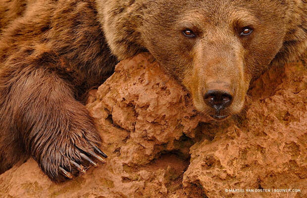 Бурый медведь. Автор фото: Марсель Ван Оостен 500px, дикая природа, животные, красиво, фотографии
