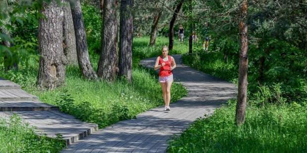 Врачи предупредили москвичей об опасности укусов комаров. Фото: mos.ru