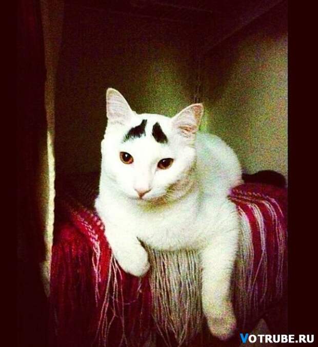 Необычный кот, которого прозвали Бровастиком Выпуск 351 (29 фото)