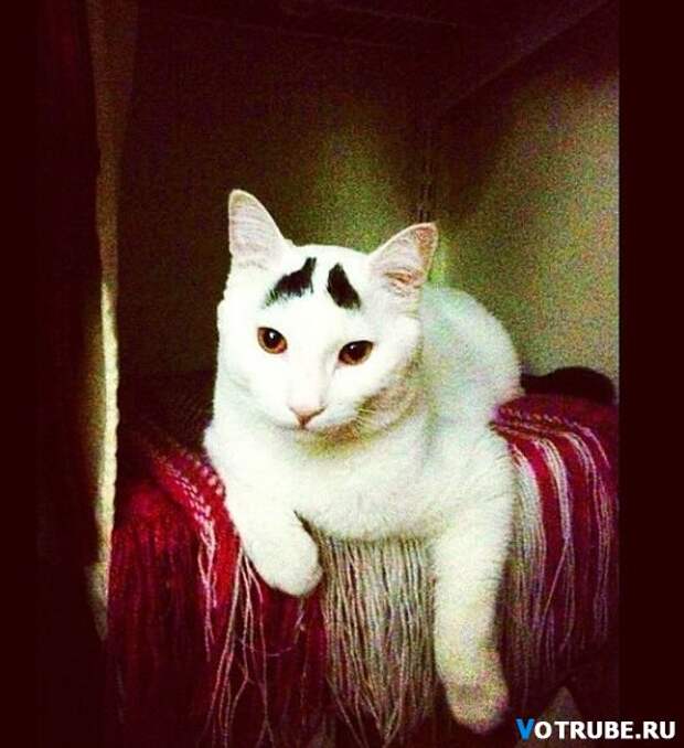Необычный кот, которого прозвали Бровастиком Выпуск 351 (29 фото) Необычный кот, которого прозвали Бровастиком Выпуск 351 (29 фото)