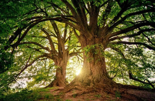 Исследование: Микробы в коре деревьев поглощают парниковые газы