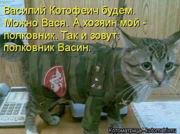 Свежая котоматрица на Бугаге (37 фото)