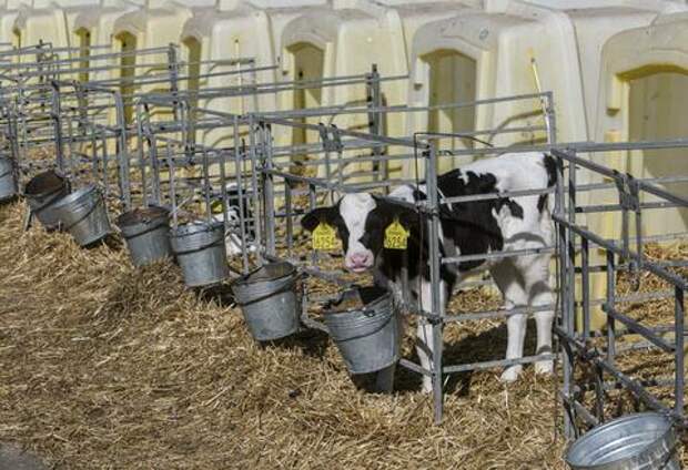 На Кубани клонируют коров, к чему это приводит