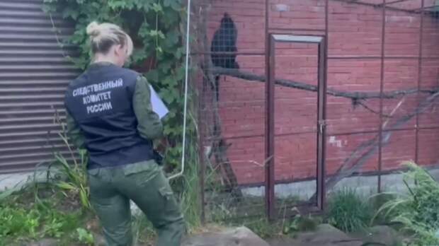 Опубликовано видео клетки обезьяны, напавшей на девочку в Мытищах