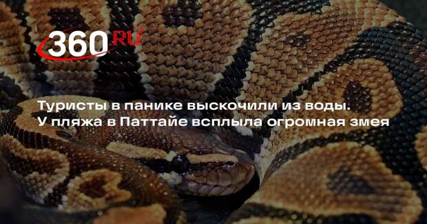 В Паттайе двухметровый питон всплыл у берега и распугал туристов