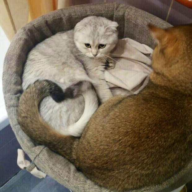 fXR3vNKNm3g (699x700, 426Kb)