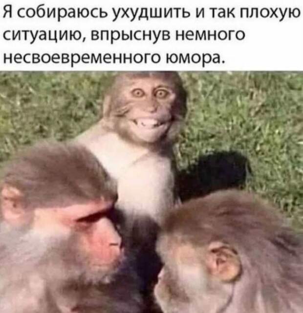 Лицо этой обезьяны бесценно Лицо этой обезьяны бесценно