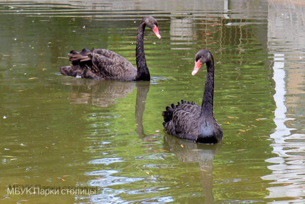 Сотрудники зооуголка Симферополя просят придумать имена для двух черных лебедей