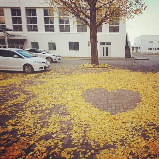 Fallen Leaf Art