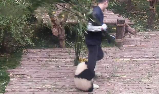 Не отпущу: видео с пандой, "прилипающей" к ноге человека, взорвало интернет