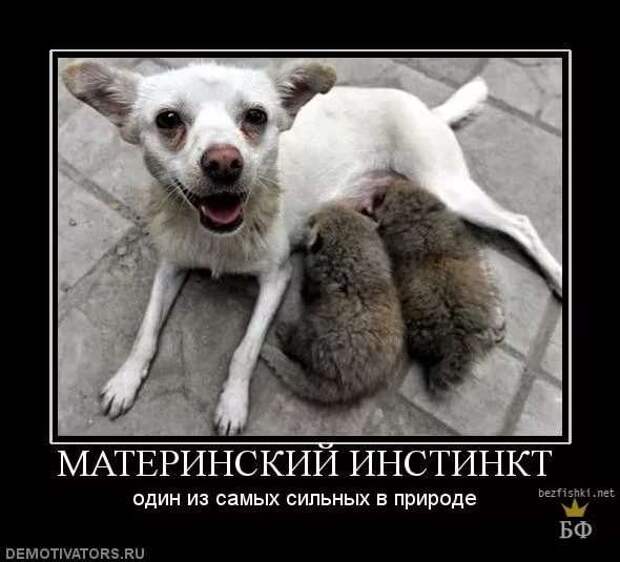 Демотиваторы про коронавирус с надписями. Подборка chert-poberi-dem-koronavirus-chert-poberi-dem-koronavirus-53190208062020-3 картинка chert-poberi-dem-koronavirus-53190208062020-3
