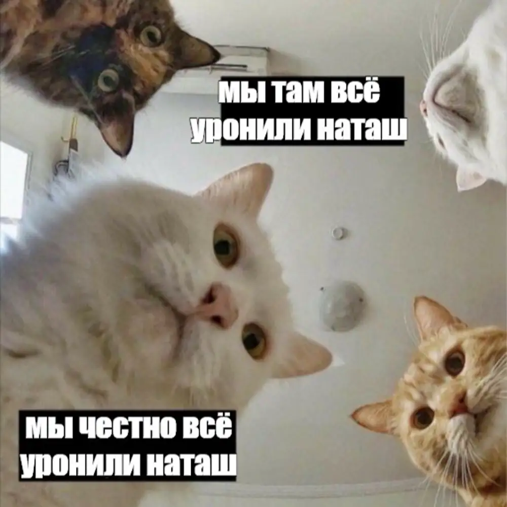 Мем коты все уронили. Мем коты все уронили. Мем коты все уронили. Мемы с котиками. Нагаш вставай.