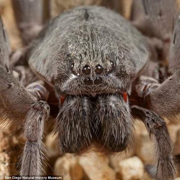 Пришелец из кошмаров: Ужасающий паук размером с кулак с красными клыками найден в мексиканской пещер насекомые, открытия, пауки