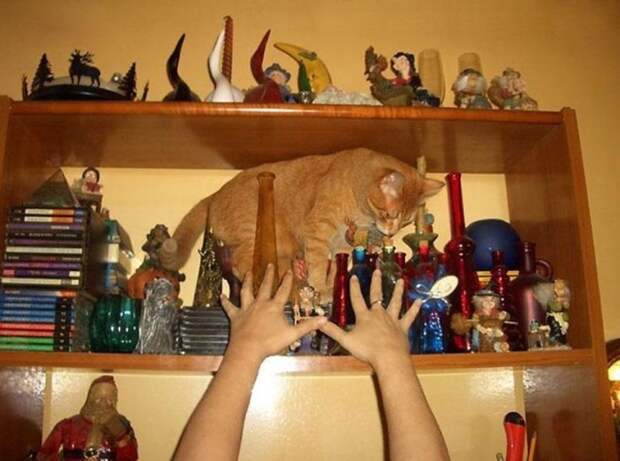 Коты попавшие в непростую жизненную ситуацию кот, подборка, фото