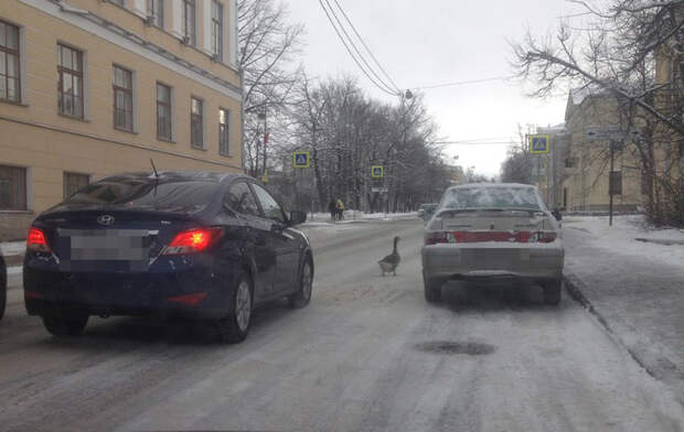 Дмитрий Чили/"ДТП и ЧП"