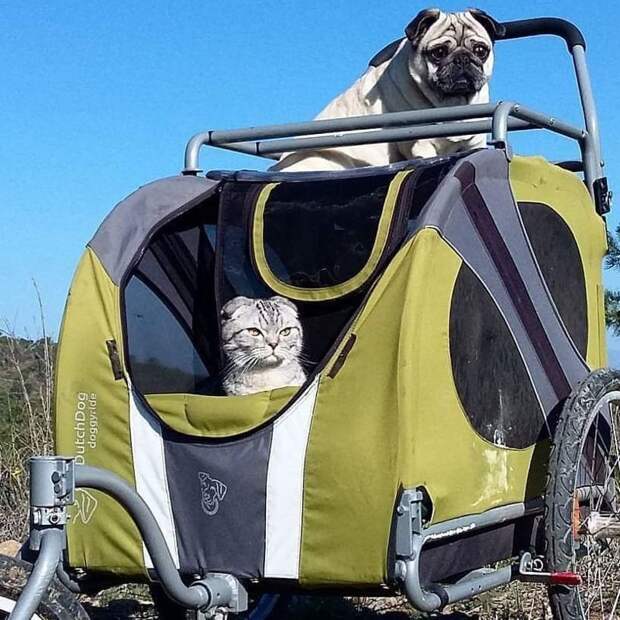 Кот и мопс продолжают путешествовать в своей знаменитой тележке инстаграмм, кот, кошка, путешественники, собака