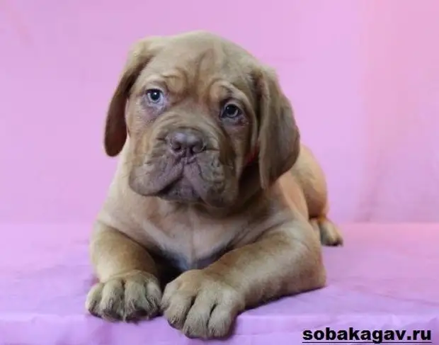 Бордосский дог собака. Описание, особенности, уход и цена бордосского дога