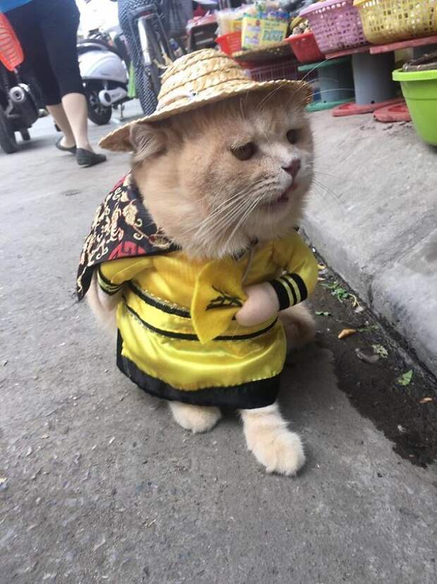 Потрясный уличный торговец - стильный кот по кличке Собака