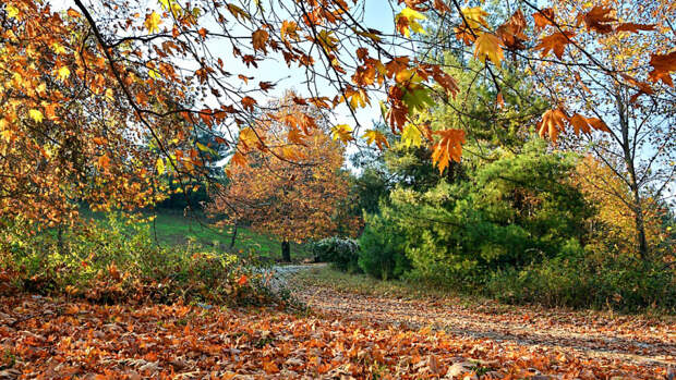 В Гидрометцентре оценили перспективы возвращения «бабьего лета» в Россию