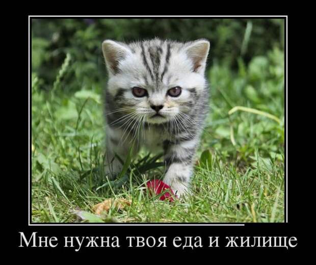Демотиваторы (30 фото)