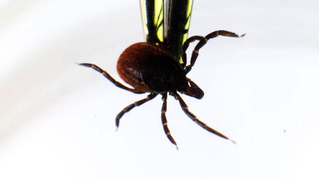 В России проснулись клещи