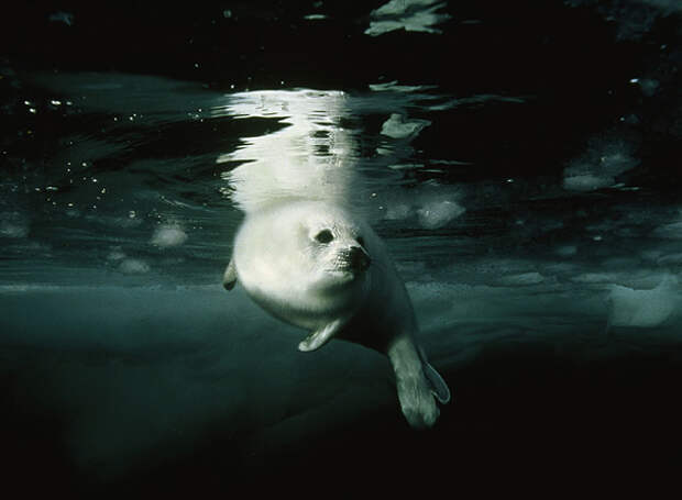 Гренландский тюлень - Фото и статья