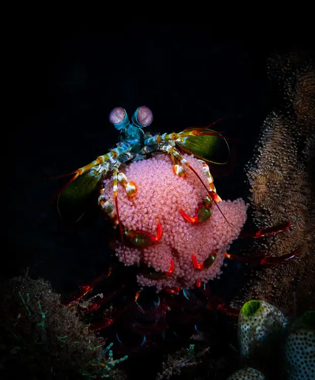 30 ����������� ��������� ������� �������� OCEAN ART 2019 (36 ������ ���������� ����)