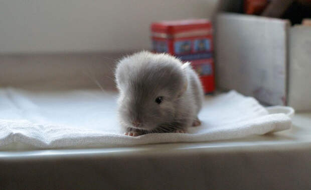 10+  Baby Chinchillas That Will Melt Your Heart