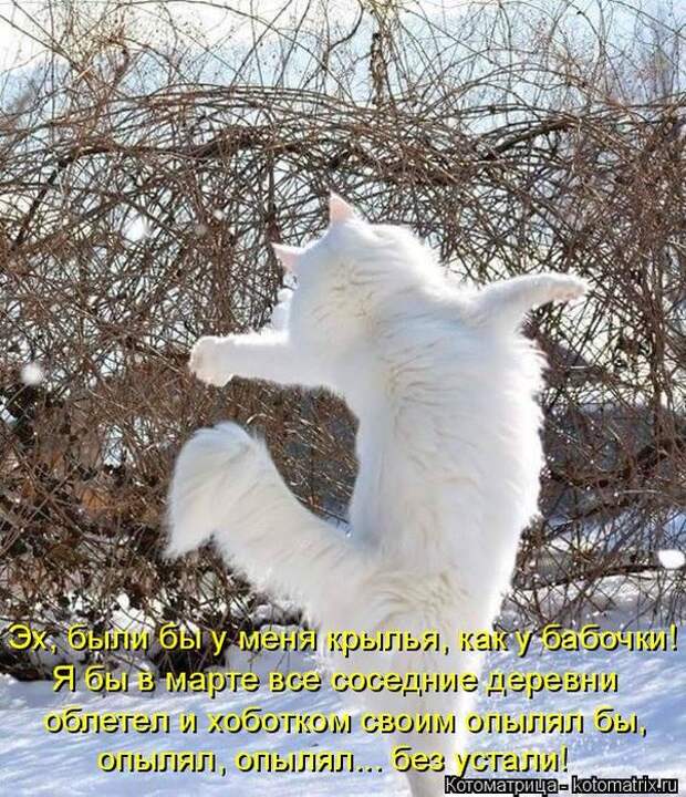 Лучшие котоматрицы недели (50 фото)