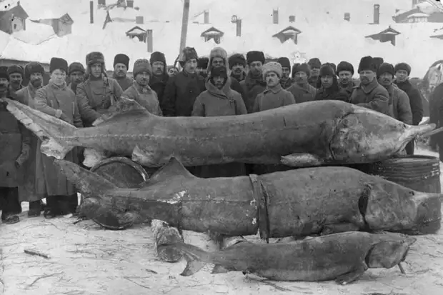 Начало 20-го века. На фото несколько особей белуги, пойманной в реке Волге. Фото взято из открытых источников.