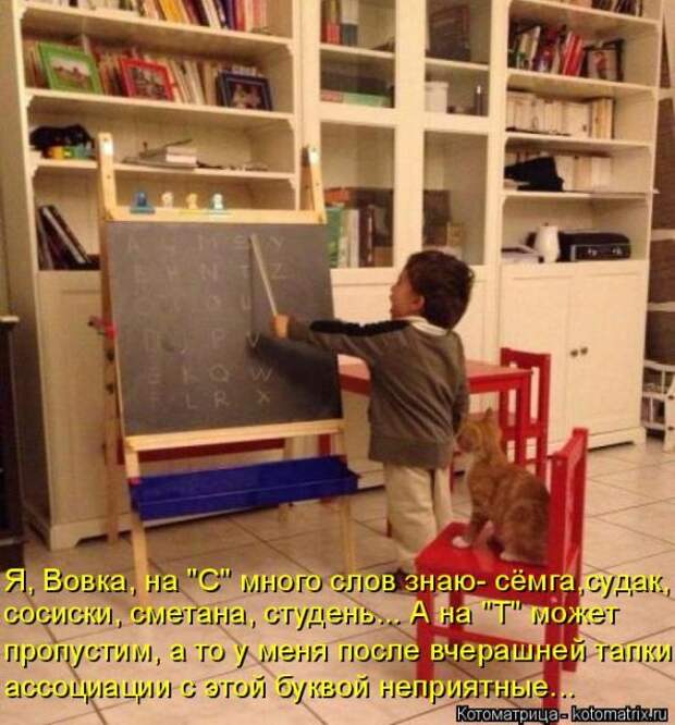 Лучшие котоматрицы недели (50 фото)